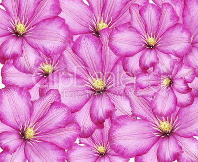 Clematis Flowers