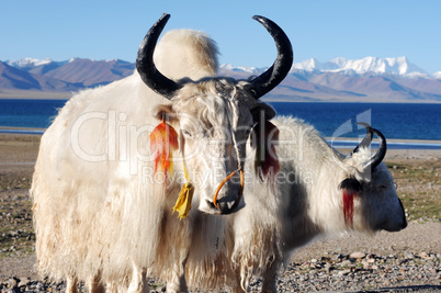 Tibetan white yaks