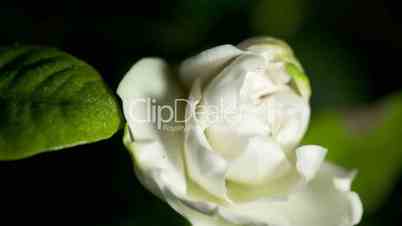 Time-lapse white gardenia opening.