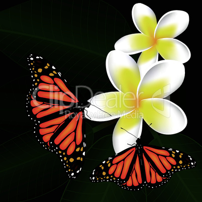 vector frangipani and butterflies