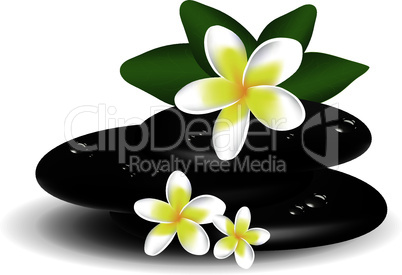 vector frangipani flowers and wet stones