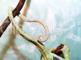 Chameleon tail