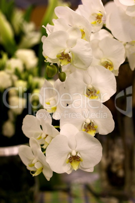 White orchid