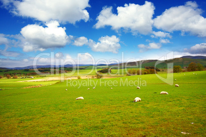 Beautiful Spring landscape with sheep in Scotland