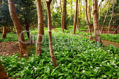 Beautiful Spring in the forest