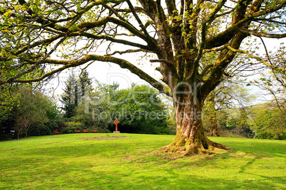 Beautiful old tree in Spring garden