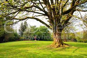 Beautiful old tree in Spring garden