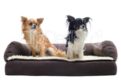 chihuahuas on sofa