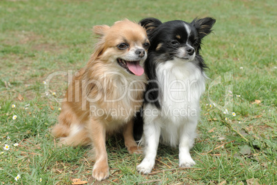 two chihuahuas