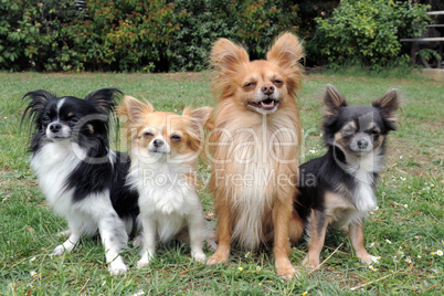 four chihuahuas