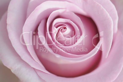 pink rose