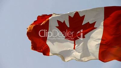 Canada flag is fluttering in wind.