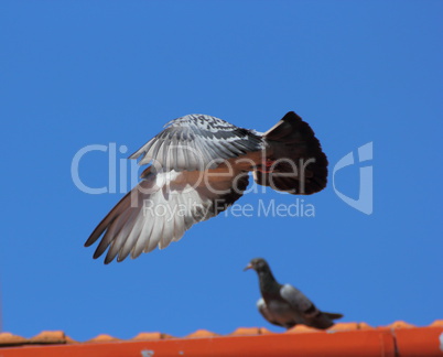 male pigeon flying