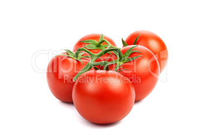 branch of red tomato