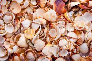 seashells background