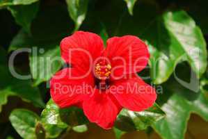 rote Hibiskusblüte