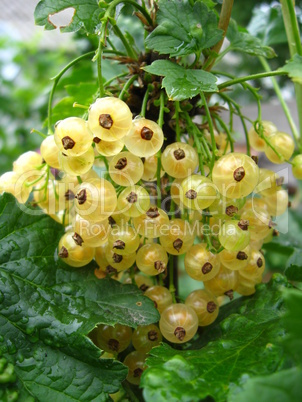 Berries of a white currant