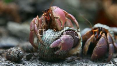 Hermit crabs.
