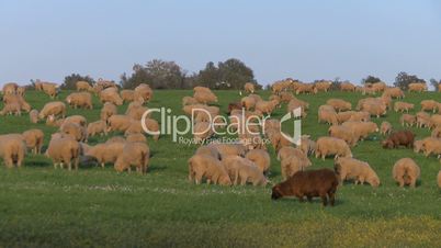 Sheep grazing in green field