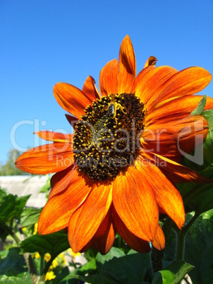 sunflower on the blue sky background