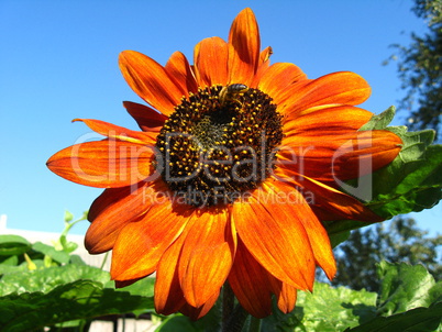 sunflower on the blue sky background