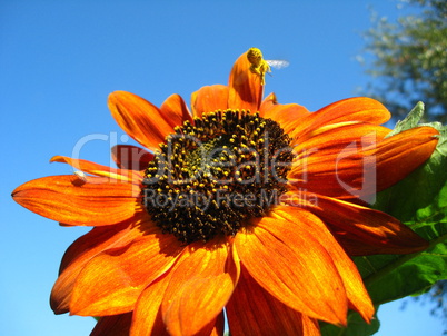 sunflower on the blue sky background