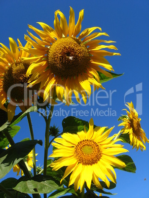 beautiful yellow  sunflower