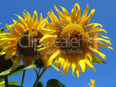 beautiful yellow  sunflower