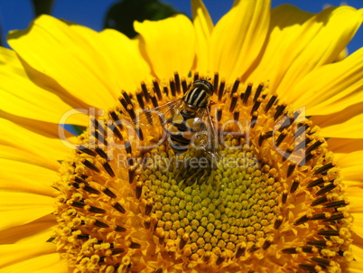 The yellow fly on a sunflower