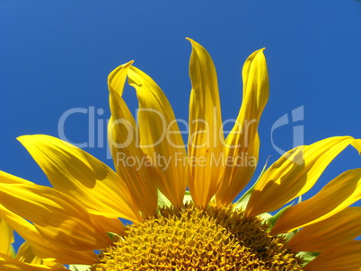 beautiful yellow  sunflower