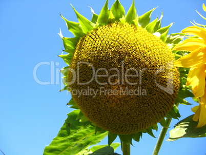 beautiful green sunflower