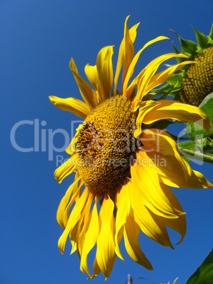 beautiful yellow  sunflower