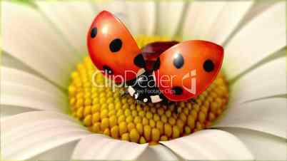 Daisy flower with a ladybird