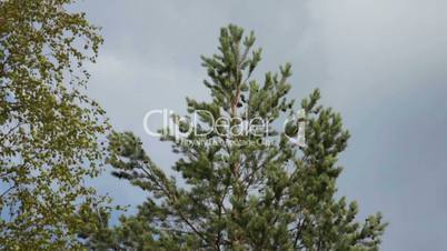 Camera Pan Down Pine Tree, closeup