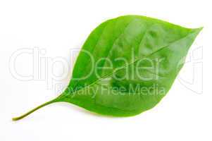 Green leaf of bougainvillea spectabilis wind
