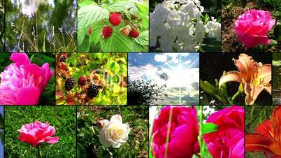 Natural flower collage