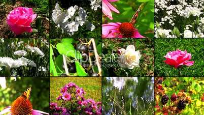 Natural flower collage