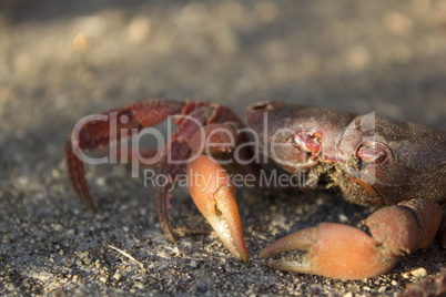 Red crab on sand by the beach