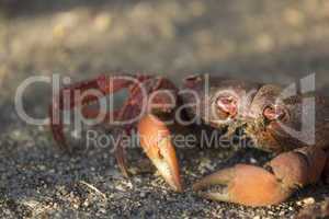 Red crab on sand by the beach