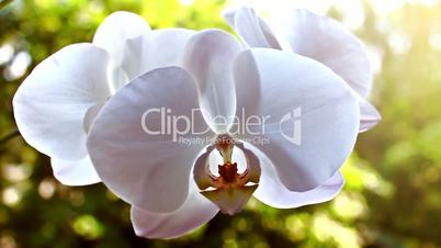 White orchid on the nature