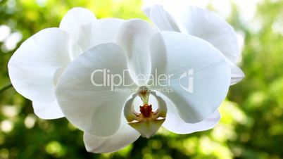 White orchid on the nature