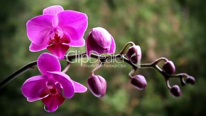 Pink orchid on the nature
