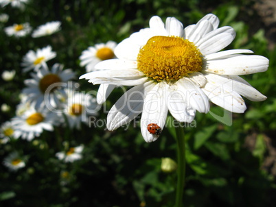 little ladybird climbing on the chamomile