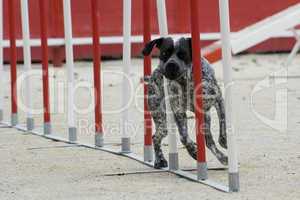 german shorthaired pointer in agility