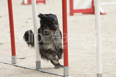 Pyrenean sheepdog in agility