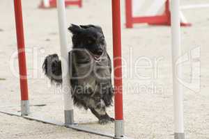 Pyrenean sheepdog in agility