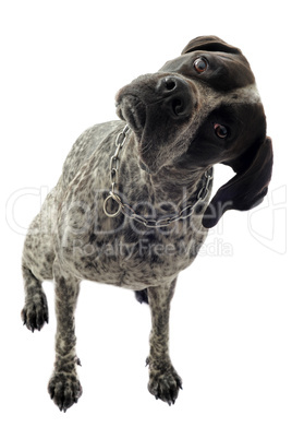 german shorthaired pointer