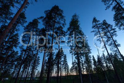 Sky in Pine Forest