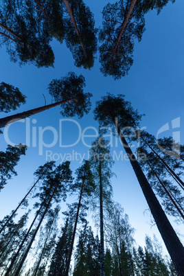 Sky in Pine Forest