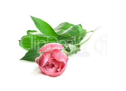 Pink Peony isolated